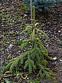 Picea glauca Pendula IMG_1535 Świerk biały